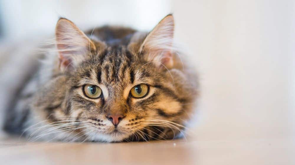 Vad kostar kastrering av katt?